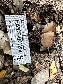  ( - HAY-F-001287)  @11 [ ] by-nc (2023) Aaron Tupac Fungal Diversity Survey