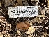  ( - HAY-F-001287)  @11 [ ] by-nc (2023) Aaron Tupac Fungal Diversity Survey