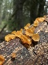  (Guepiniopsis alpina - HAY-F-002724)  @11 [ ] c (2023) Rudy Diaz Fungal Diversity Survey