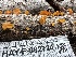  ( - HAY-F-002724)  @11 [ ] c (2023) Rudy Diaz Fungal Diversity Survey