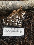  ( - HAY-F-003930)  @11 [ ] by-nc (2023) Grace Stark Fungal Diversity Survey