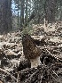  ( - HAY-F-002712)  @11 [ ] c (2023) Rudy Diaz Fungal Diversity Survey