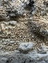  (Xylodon quercinus - HAY-F-002714)  @11 [ ] c (2023) Rudy Diaz Fungal Diversity Survey