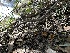  ( - HAY-F-002715)  @11 [ ] c (2023) Rudy Diaz Fungal Diversity Survey