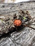  ( - HAY-F-002710)  @11 [ ] c (2023) Rudy Diaz Fungal Diversity Survey