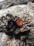  ( - HAY-F-002710)  @11 [ ] c (2023) Rudy Diaz Fungal Diversity Survey