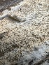  ( - HAY-F-002714)  @11 [ ] c (2023) Rudy Diaz Fungal Diversity Survey
