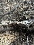  ( - HAY-F-002714)  @11 [ ] c (2023) Rudy Diaz Fungal Diversity Survey