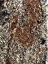  ( - HAY-F-002723)  @11 [ ] c (2023) Rudy Diaz Fungal Diversity Survey