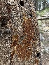  ( - HAY-F-002723)  @11 [ ] c (2023) Rudy Diaz Fungal Diversity Survey