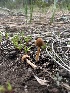  (Psathyrella - HAY-F-002725)  @11 [ ] c (2023) Rudy Diaz Fungal Diversity Survey