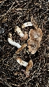  ( - HAY-F-002197)  @11 [ ] by-nc (2023) Thea Chesney Fungal Diversity Survey