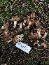  ( - HAY-F-005121)  @11 [ ] by-nc (2023) Dean Lyons Fungal Diversity Survey