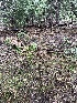  ( - HAY-F-005121)  @11 [ ] by-nc (2023) Dean Lyons Fungal Diversity Survey