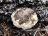  ( - HAY-F-005150)  @11 [ ] by-nc (2023) Dean Lyons Fungal Diversity Survey
