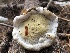  ( - HAY-F-005150)  @11 [ ] by-nc (2023) Dean Lyons Fungal Diversity Survey