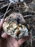  ( - HAY-F-005150)  @11 [ ] by-nc (2023) Dean Lyons Fungal Diversity Survey
