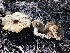  ( - HAY-F-005007)  @11 [ ] by-nc (2023) Dean Lyons Fungal Diversity Survey