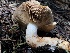  ( - HAY-F-005007)  @11 [ ] by-nc (2023) Dean Lyons Fungal Diversity Survey