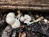  ( - HAY-F-004971)  @11 [ ] by-nc (2023) Dean Lyons Fungal Diversity Survey