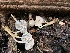  ( - HAY-F-004971)  @11 [ ] by-nc (2023) Dean Lyons Fungal Diversity Survey