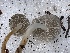  ( - HAY-F-004971)  @11 [ ] by-nc (2023) Dean Lyons Fungal Diversity Survey