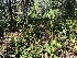  ( - HAY-F-001037)  @11 [ ] by-nc (2023) Dean Lyons Fungal Diversity Survey