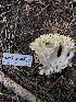  ( - HAY-F-005020)  @11 [ ] by-nc (2023) Dean Lyons Fungal Diversity Survey