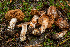  ( - HAY-F-005121)  @11 [ ] by-nc (2023) Dean Lyons Fungal Diversity Survey