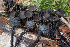  (Donadinia - HAY-F-004979)  @11 [ ] by-nc (2023) Dean Lyons Fungal Diversity Survey