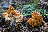  (Maublancomyces - HAY-F-004980)  @11 [ ] by-nc (2023) Dean Lyons Fungal Diversity Survey