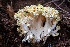  ( - HAY-F-005020)  @11 [ ] by-nc (2023) Dean Lyons Fungal Diversity Survey