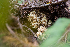  ( - HAY-F-005020)  @11 [ ] by-nc (2023) Dean Lyons Fungal Diversity Survey