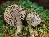  (Rhodocybe sp. CA03 - HAY-F-001018)  @11 [ ] by-nc (2023) Dean Lyons Fungal Diversity Survey