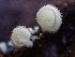  ( - HAY-F-001026)  @11 [ ] by-nc (2023) Dean Lyons Fungal Diversity Survey