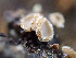  (Brunnipila sp. CA01 - HAY-F-005165)  @11 [ ] by-nc (2023) Dean Lyons Fungal Diversity Survey