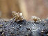  ( - HAY-F-005165)  @11 [ ] by-nc (2023) Dean Lyons Fungal Diversity Survey