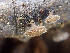  ( - HAY-F-005165)  @11 [ ] by-nc (2023) Dean Lyons Fungal Diversity Survey