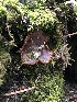  ( - HAY-F-004982)  @11 [ ] by-nc (2023) Dean Lyons Fungal Diversity Survey