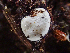  ( - HAY-F-004990)  @11 [ ] by-nc (2023) Dean Lyons Fungal Diversity Survey