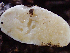  (Mucoromycotina - HAY-F-004990)  @11 [ ] by-nc (2023) Dean Lyons Fungal Diversity Survey