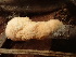  ( - HAY-F-003923)  @11 [ ] by-nc (2023) Grace Stark Fungal Diversity Survey