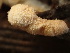  ( - HAY-F-003923)  @11 [ ] by-nc (2023) Grace Stark Fungal Diversity Survey