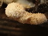  ( - HAY-F-003923)  @11 [ ] by-nc (2023) Grace Stark Fungal Diversity Survey