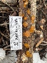  ( - HAY-F-003860)  @11 [ ] by-nc (2023) Grace Stark Fungal Diversity Survey