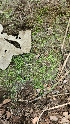  ( - HAY-F-002219)  @11 [ ] by-nc (2023) Thea Chesney Fungal Diversity Survey