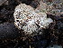 ( - HAY-F-005147)  @11 [ ] by-nc (2023) Sadie Hickey Fungal Diversity Survey