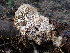  ( - HAY-F-005147)  @11 [ ] by-nc (2023) Sadie Hickey Fungal Diversity Survey