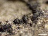  ( - HAY-F-005186)  @11 [ ] c (2023) Rudy Diaz Fungal Diversity Survey