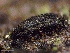  ( - HAY-F-005186)  @11 [ ] c (2023) Rudy Diaz Fungal Diversity Survey